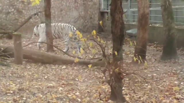 Бенгальский Тигр 🐅 Зоопарк в Венгрии смотреть онлайн