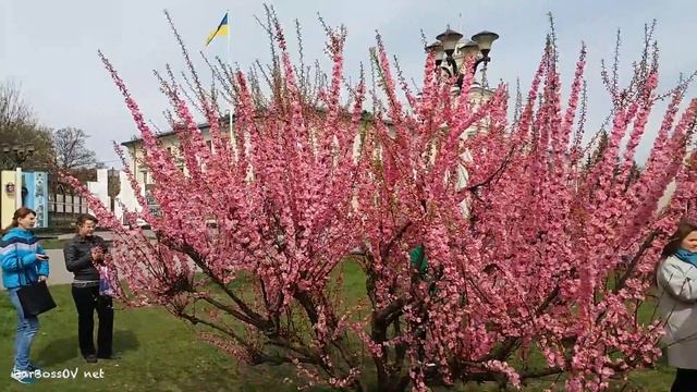 В Хмельницком расцвела САКУРА! Новая селфи зона! смотреть онлайн