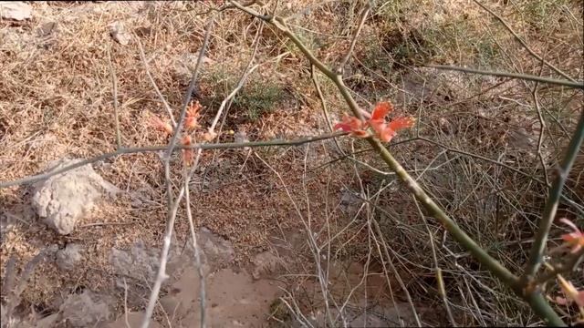 Capparis decidua/ Kair/DELLA Plant complete Information in Urdu/Hindi смотреть онлайн