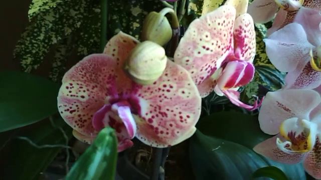 ⁉️Почему я НЕ ПОПОЛНЯЮ🌺 свою коллекцию орхидей(болталочка)🤔(16.10.2021) смотреть онлайн