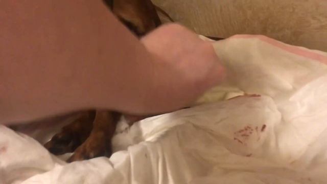 Собака рожает щенков. Как принять роды у собаки?