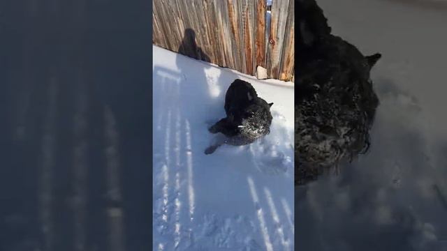 VID 20210207 113354 смотреть онлайн