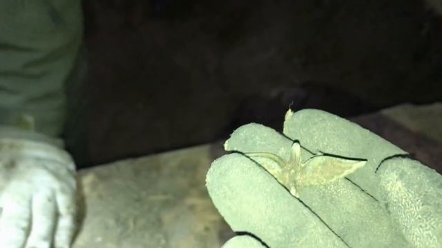Неожиданные находки старого дома. Золотая лихорадка! смотреть онлайн
