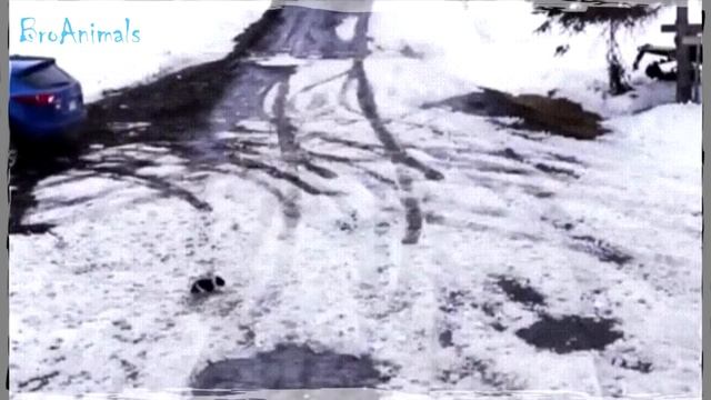 СВИНЬЯ КУСАЕТ ДЕВУШКУ, приколы с животными подборка | Funny Animals Compilation #627