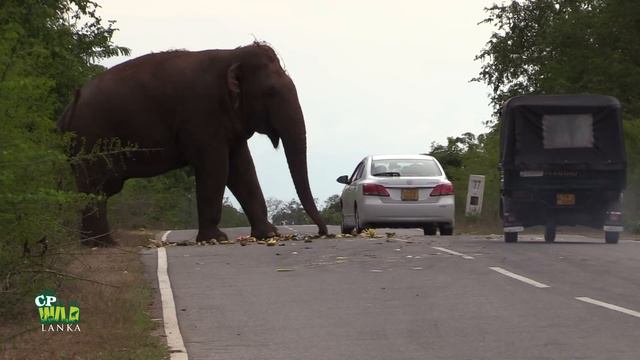 Big wild elephant waiting for food at the Kataragama road ! смотреть онлайн