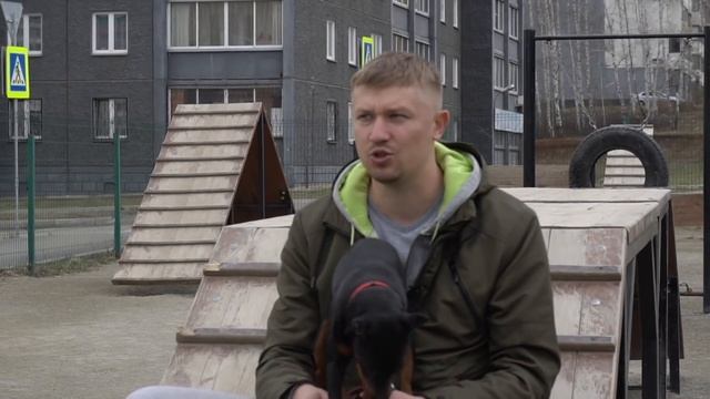 Что нужно знать о цвергпинчере