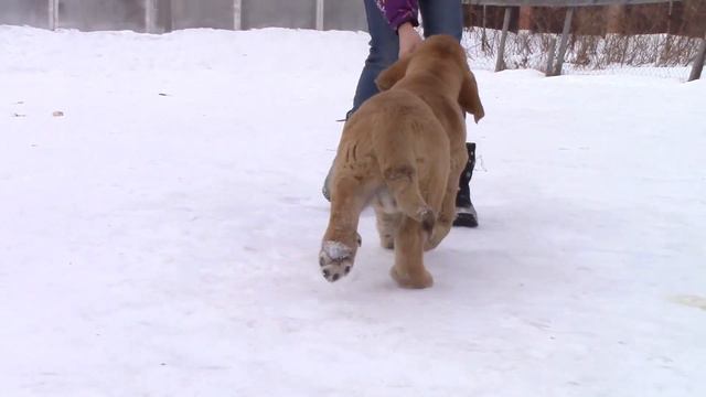 испанский мастиф. щенки. Spanish Mastiff Puppies