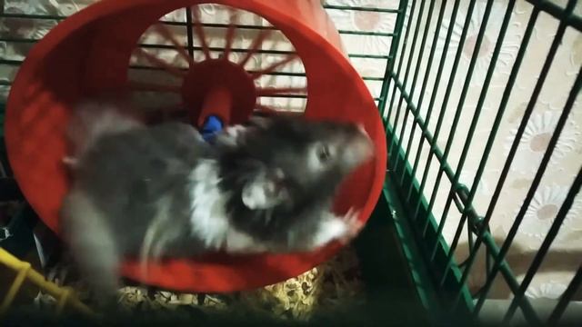 ХОМЯК ЧИМИН - НАШ ЧИСТОПЛОТНЫЙ ПАРЕНЬ! смотреть онлайн