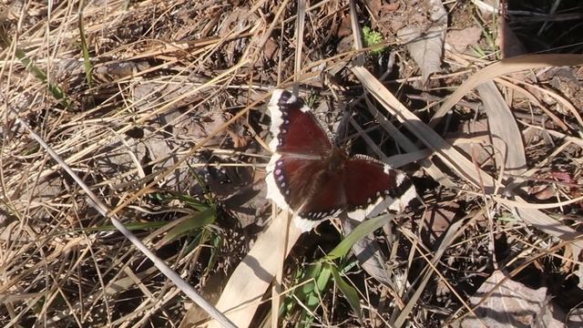 Траурница (Nymphalis antiopa) смотреть онлайн