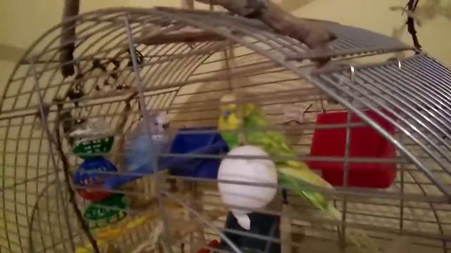 Кого лучше взять мальчика или девочку волнистого попугая. смотреть онлайн