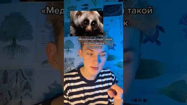 Медленный лори - ядовит смотреть онлайн