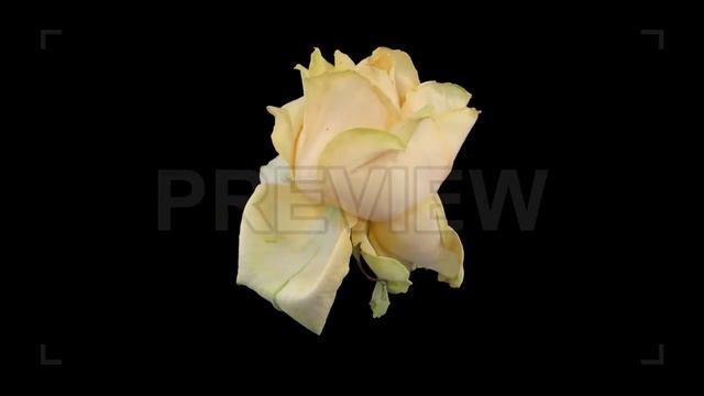 Dying "Peach Avalanche" Rose Stock Video смотреть онлайн