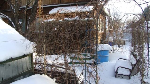Зимовка лимонника смотреть онлайн