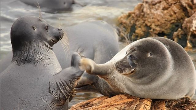 ?Лучшее за неделю.??? Животные. ?? Тигр, гепард, нерпа, заяц, и другие. Прикольно! ??? смотреть онлайн