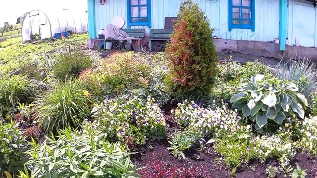 Сад в июне. Цветы в саду,пионы,розы,хосты.#сад,#цветывсаду.