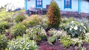 Сад в июне. Цветы в саду,пионы,розы,хосты.#сад,#цветывсаду.