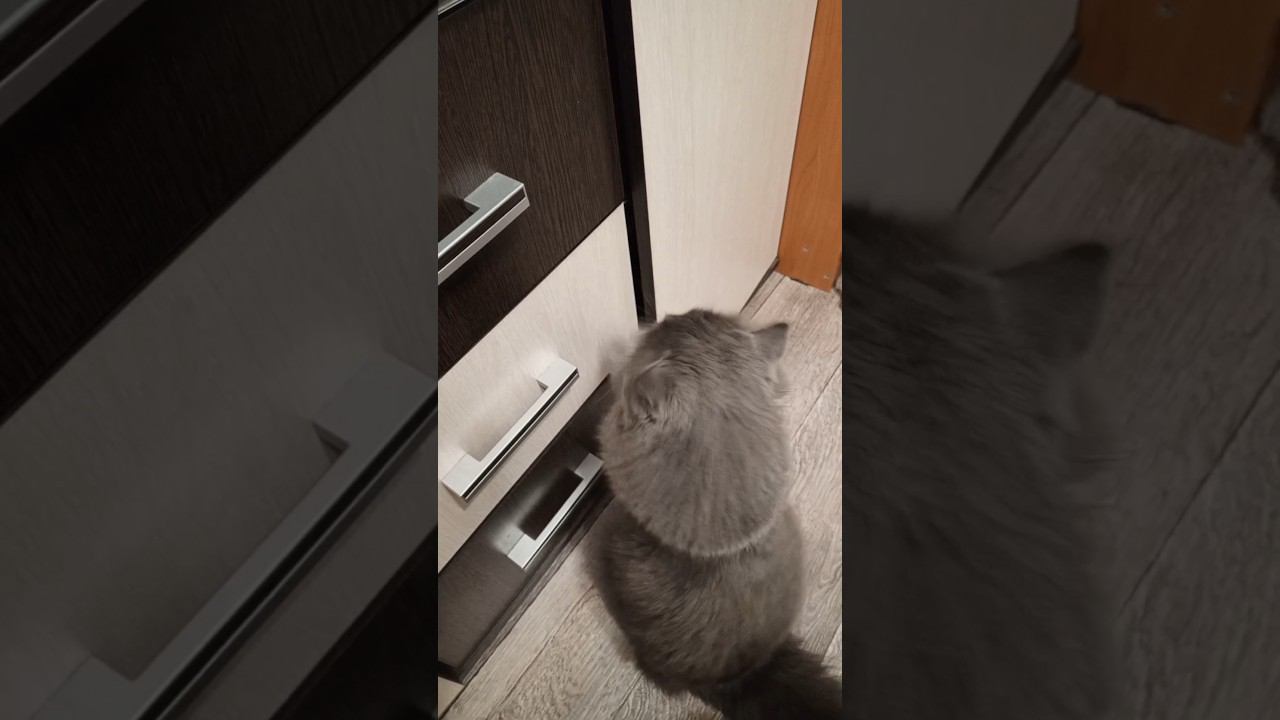 У Чудика важное дело) Ему срочно нужно открыть  шкаф♥️ #cat