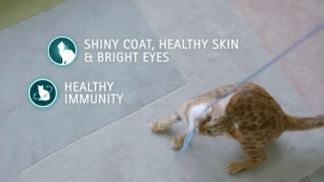 Purina One Six Signs of Health смотреть онлайн