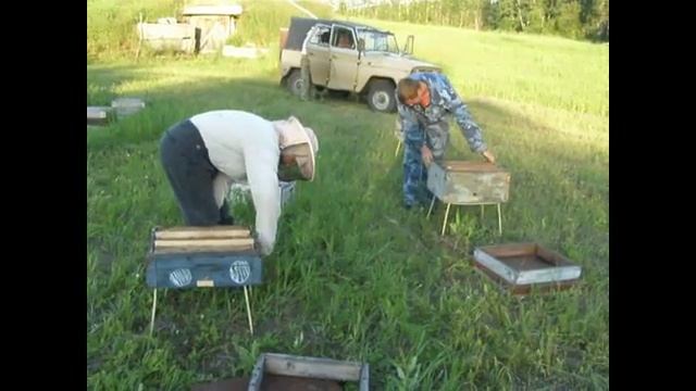 Как заселить нуклеусы  1.Одбор пчёл для нуклеусов 2. Заселение нуклеусов 3. Подсадка маток