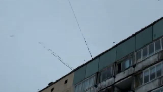 Птицы на Ржевке смотреть онлайн
