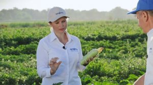 АНГЕЛИНА F1 | Овощная усадьба