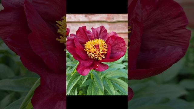 Пион Шоколадный Солдатик (Paeonia Chocolate Soldier) смотреть онлайн