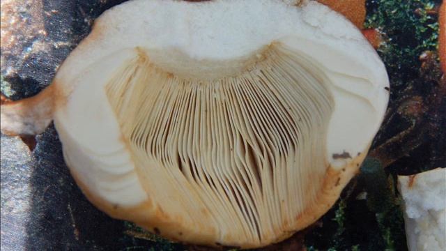 Russula foetens смотреть онлайн