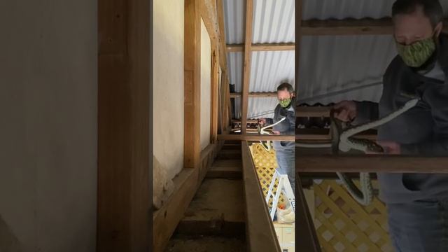 Diamond Python in car port. смотреть онлайн