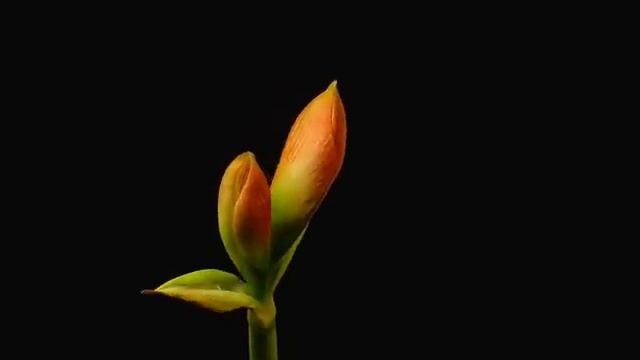 Time Lapse Blooming of an Amaryllis смотреть онлайн