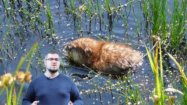 Bizamul/Sobolanul de apa a evadat si a ajuns in Romania смотреть онлайн