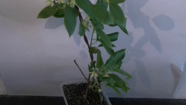 Актинидия аргута, actinidia arguta issai. смотреть онлайн