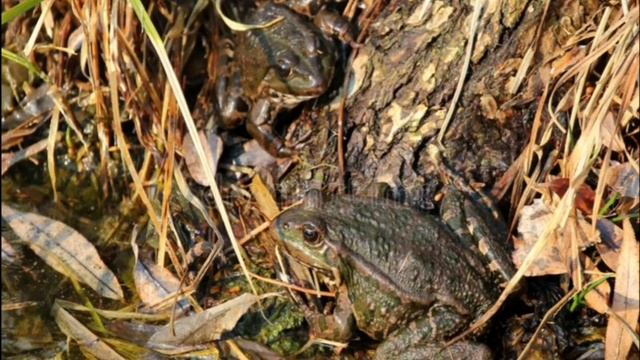 Как зимуют лягушки смотреть онлайн