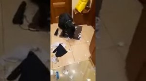 собака барабака разнесла квартиру