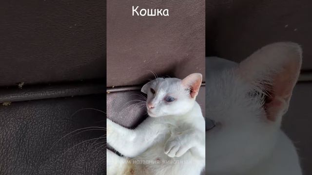 Кошка, Милое создания природы