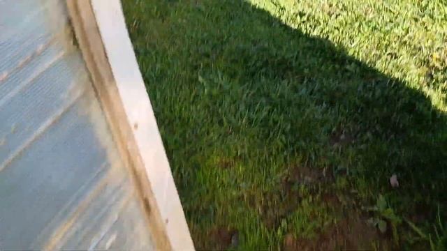 Дача. Краткий обзор пророщенных семян тыкв после посадки: спустя 10 дней. Растим большие тыквы. смотреть онлайн