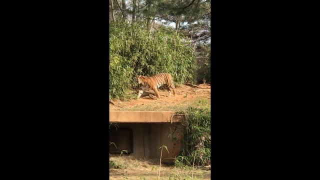 Тигр рычит. Звук рычания тигра / The tiger roars. The sound of a tiger growling смотреть онлайн