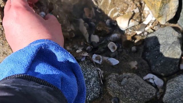 Storm Shells | Nor'easter Alert Plum Island Shelling | Shell Hunts | Cold Water Shelling New Englan смотреть онлайн