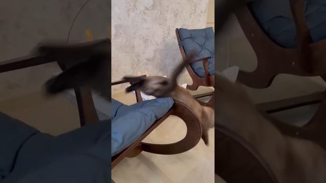 Кресла - качалки Джус создают гармонию в интерьере ✨ смотреть онлайн