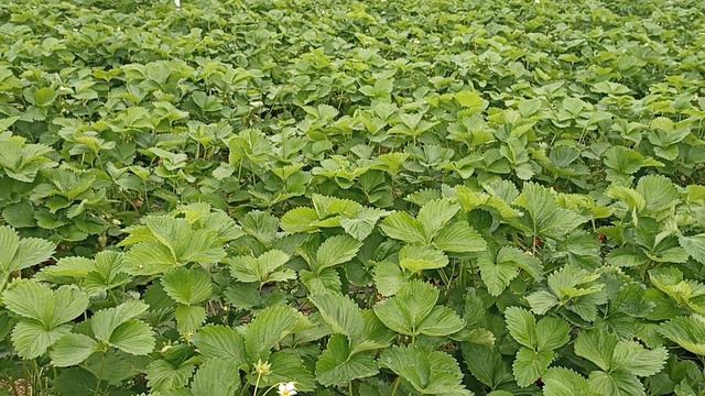 серая гниль смотреть онлайн