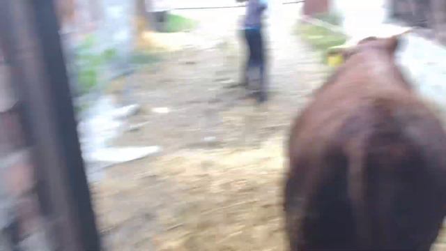 Забой Сементал￼￼ После 5 месяц на откорм￼ смотреть онлайн