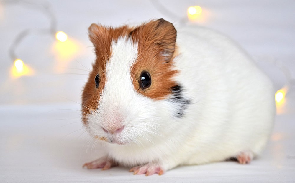 НАША НОВАЯ МОРСКАЯ СВИНКА у нас уже два дня смотреть онлайн