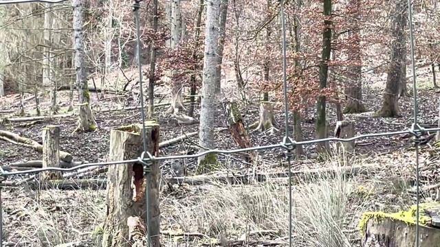 Вот такие кабаны живут у нас в лесу. Этот боров - их папаша пытался меня запугивать смотреть онлайн