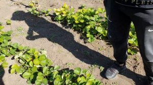 Крупная, вкусная ягода клубники. Проверенный сорт ремонтантной клубники. Честный обзор.