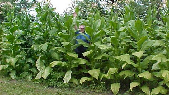 Planting And Growing Your Own Organic Tobacco!