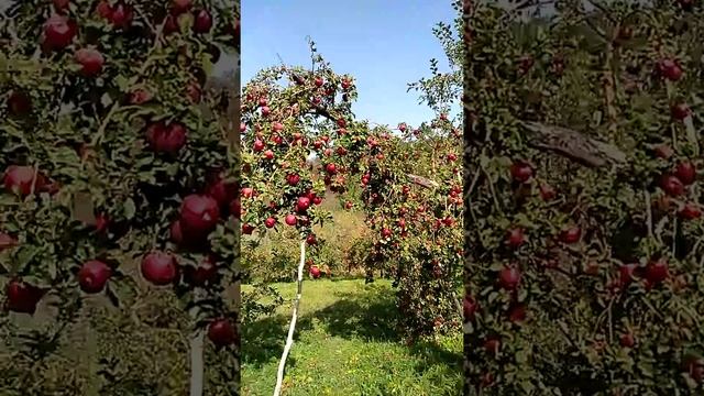 Алма-Атинский апорт в окрестностях города Алматы смотреть онлайн