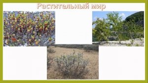 Природные зоны России. Биология 5 класс