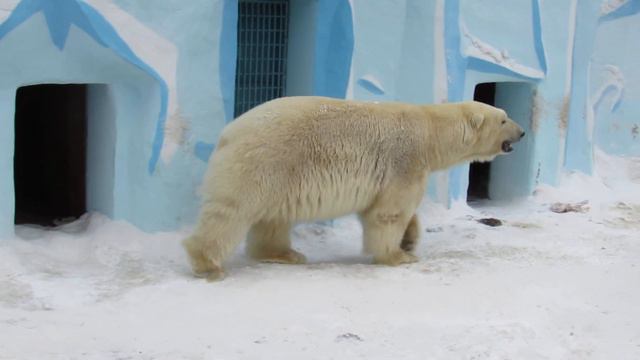 Белый медведь Кай. 16.02.19 г. смотреть онлайн