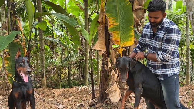 EUROPEAN DOBERMAN IN KERALA | doberman kennel in kerala | doberman malayalam | doberman dog смотреть онлайн