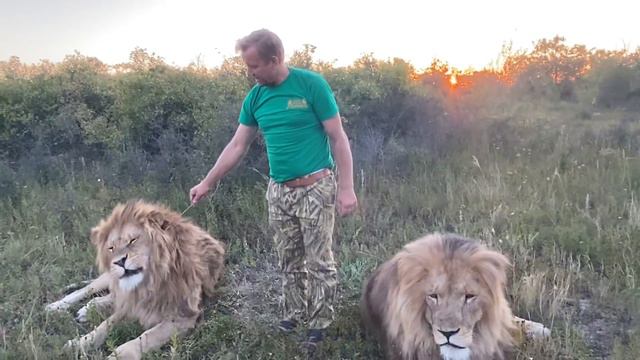 Лев Филя забирает себе все мое внимание ) смотреть онлайн