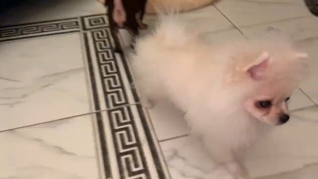 Как же мои хвостики любят заячьи уши. смотреть онлайн